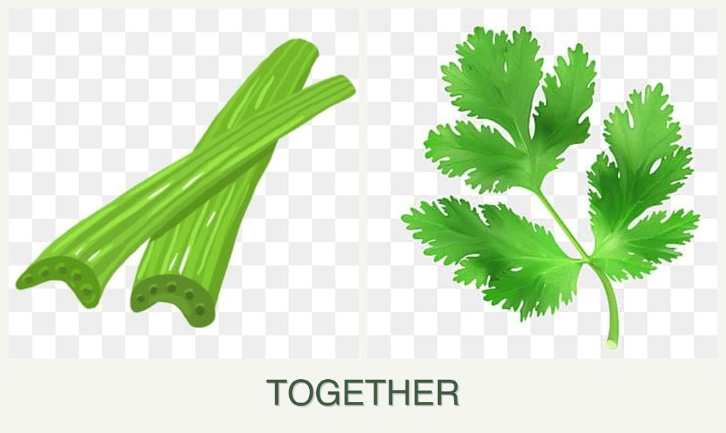 Can you plant celery and parsley together?