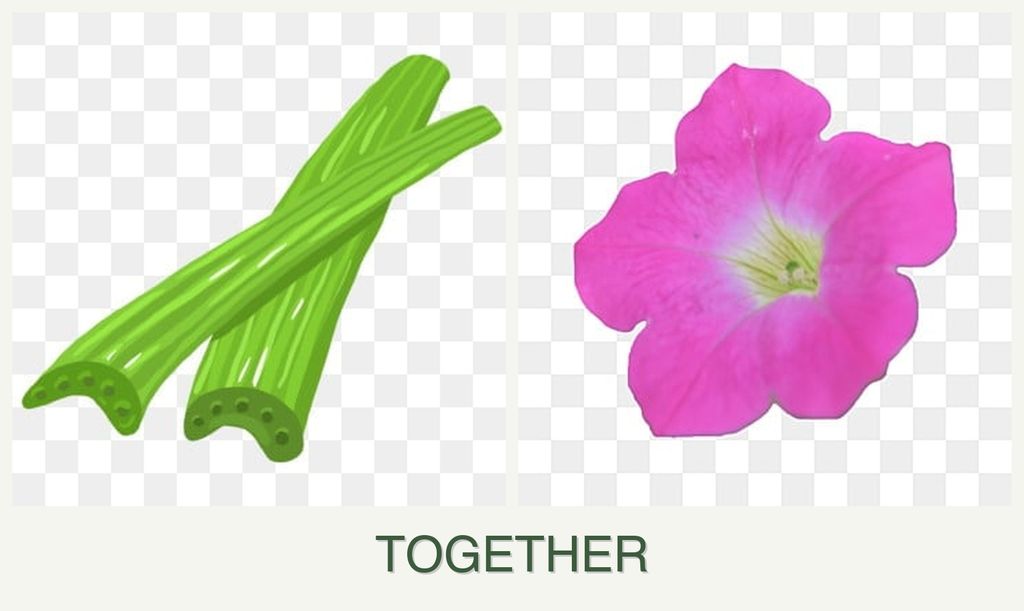 Can you plant celery and petunias together?