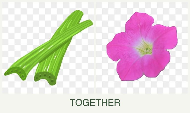 Can you plant celery and petunias together?