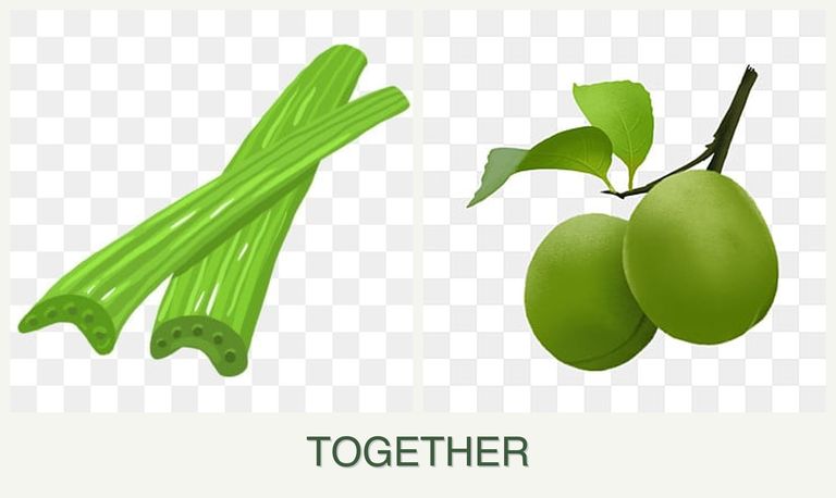 Can you plant celery and plums together?