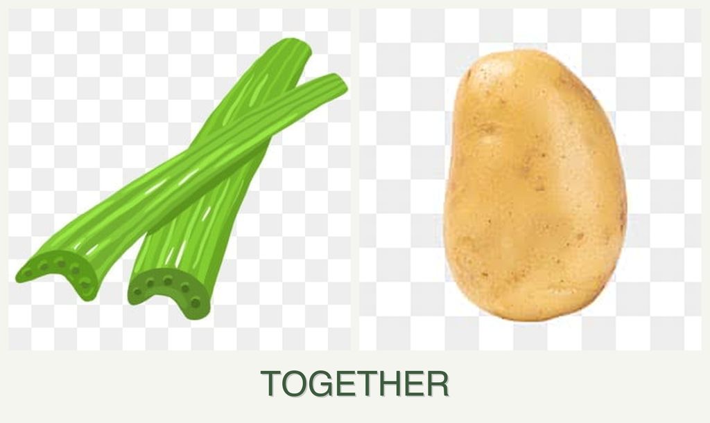 Can you plant celery and potatoes together?