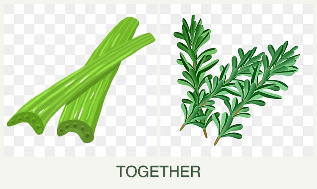 Can you plant celery and rosemary together?