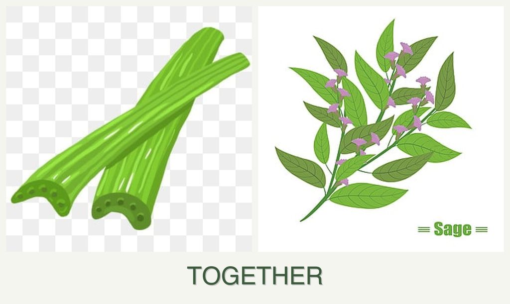 Can you plant celery and sage together?