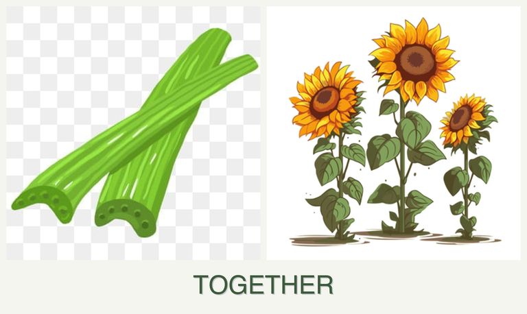 Can you plant celery and sunflowers together?