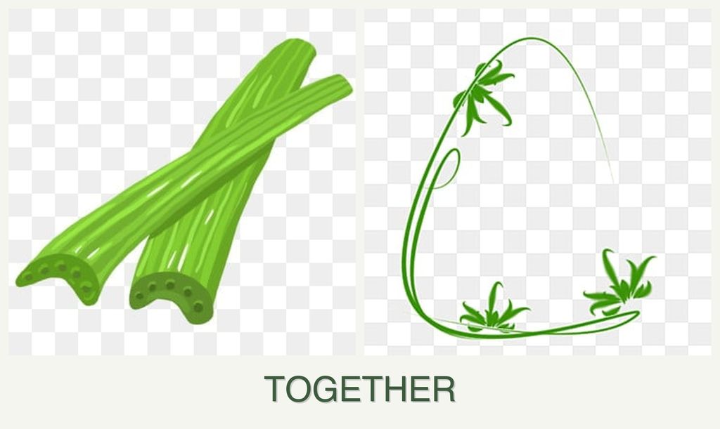 Can you plant celery and tarragon together?