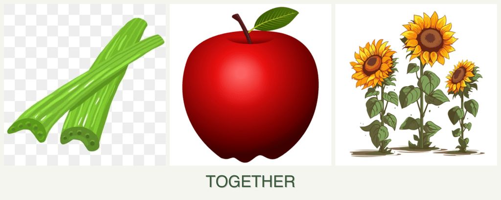 Can you plant celery, apples and sunflowers together?