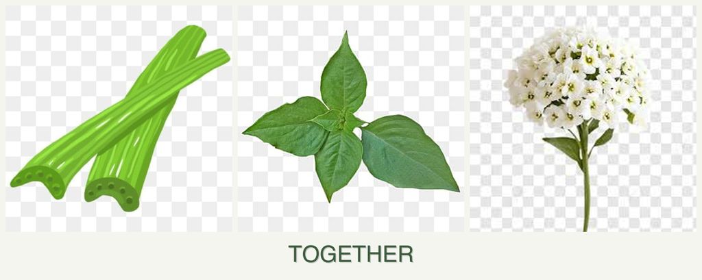 Can you plant celery, basil and alyssum together?