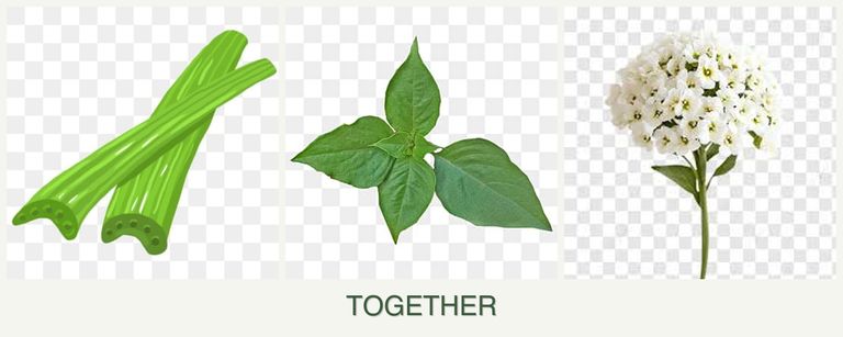 Can you plant celery, basil and alyssum together?