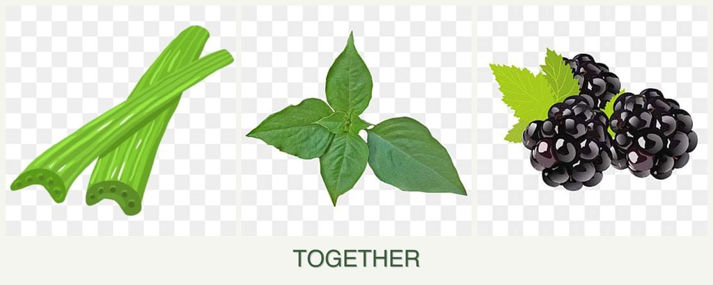 Can you plant celery, basil and blackberries together?