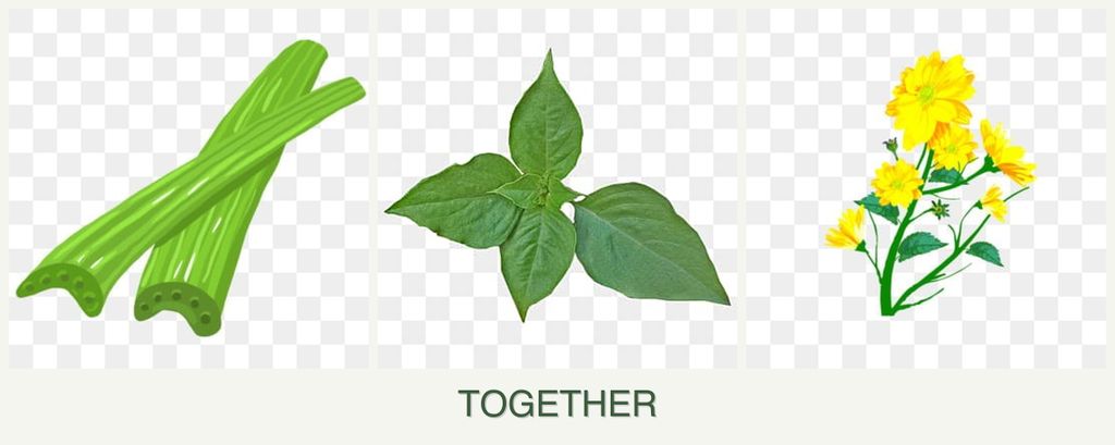 Can you plant celery, basil and calendula together?
