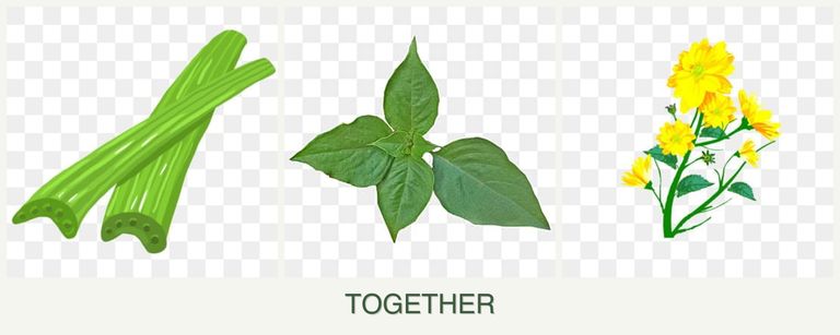 Can you plant celery, basil and calendula together?
