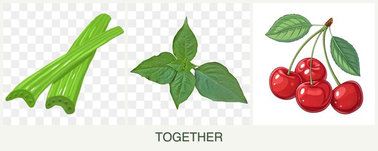 Can you plant celery, basil and cherries together?