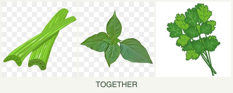 Can you plant celery, basil and cilantro together?