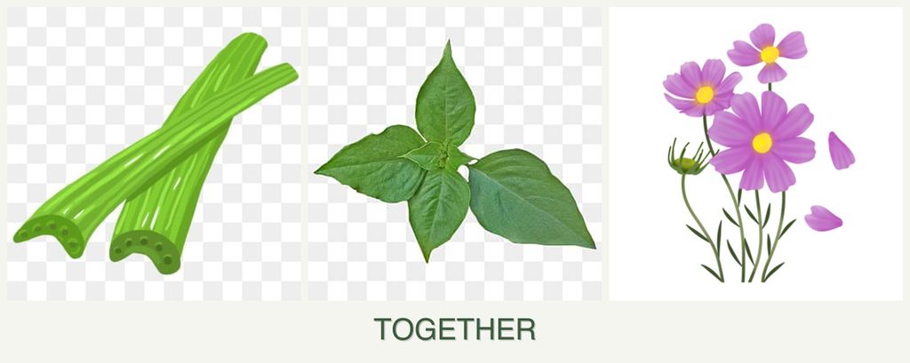 Can you plant celery, basil and cosmos together?