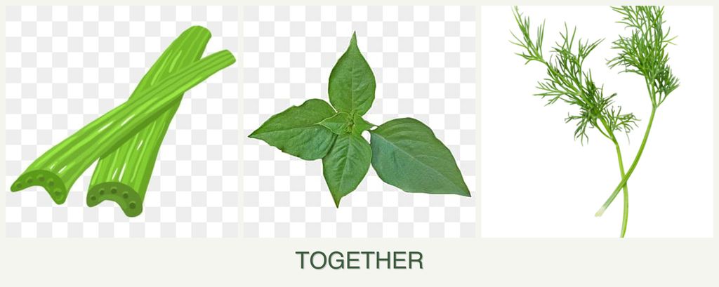 Can you plant celery, basil and dill together?