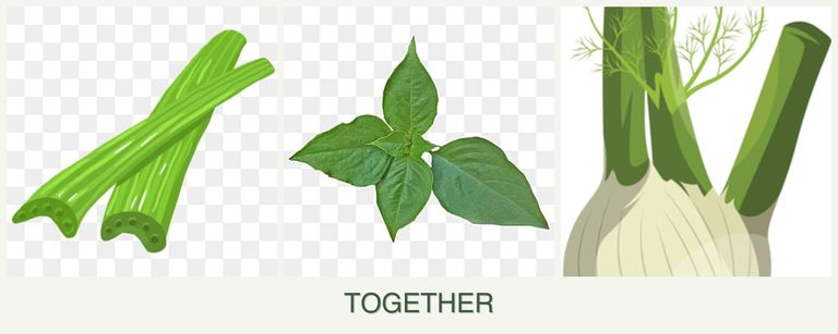 Can you plant celery, basil and fennel together?