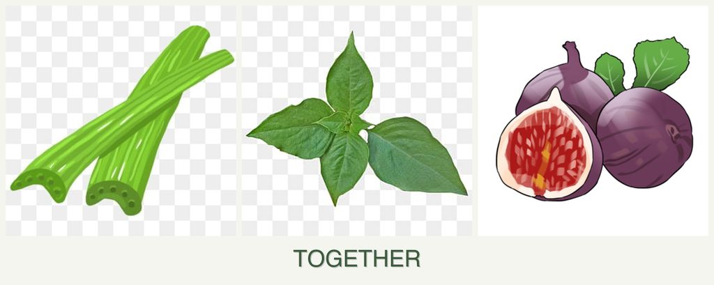 Can you plant celery, basil and figs together?
