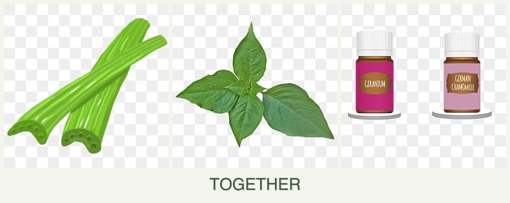 Can you plant celery, basil and geraniums together?