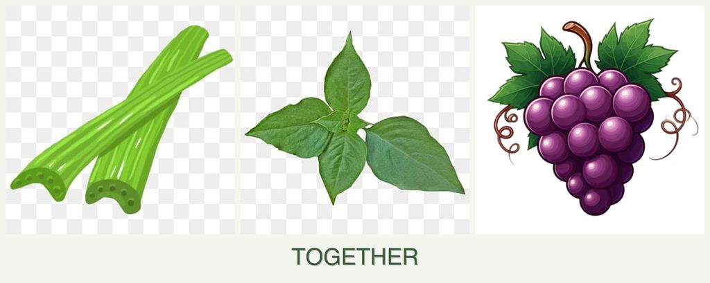 Can you plant celery, basil and grapes together?