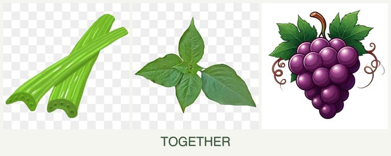 Can you plant celery, basil and grapes together?