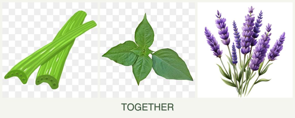 Can you plant celery, basil and lavender together?