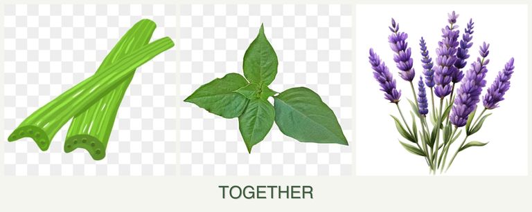 Can you plant celery, basil and lavender together?