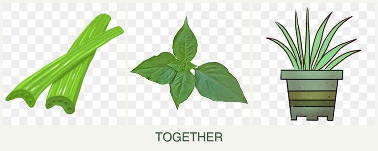 Can you plant celery, basil and lemongrass together?