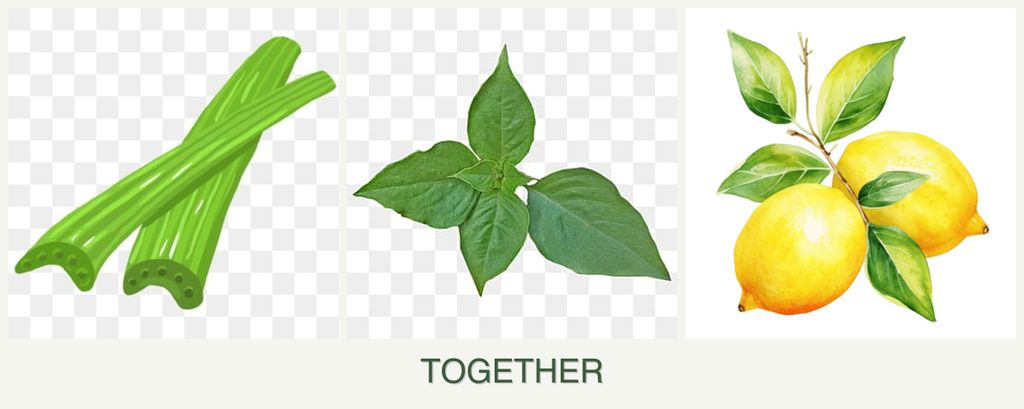 Can you plant celery, basil and lemons together?