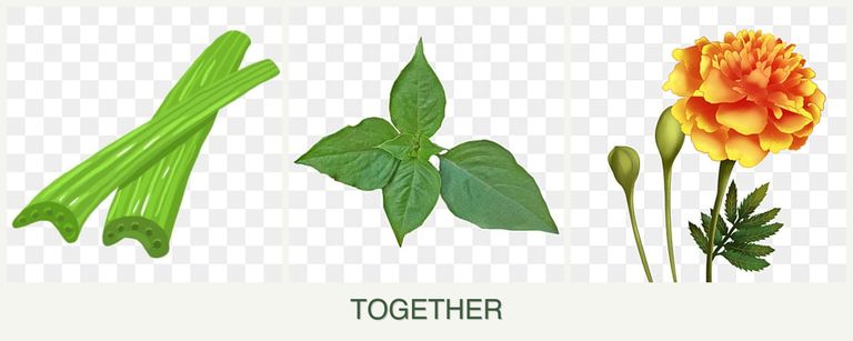 Can you plant celery, basil and marigolds together?