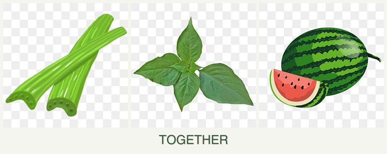 Can you plant celery, basil and melons together?