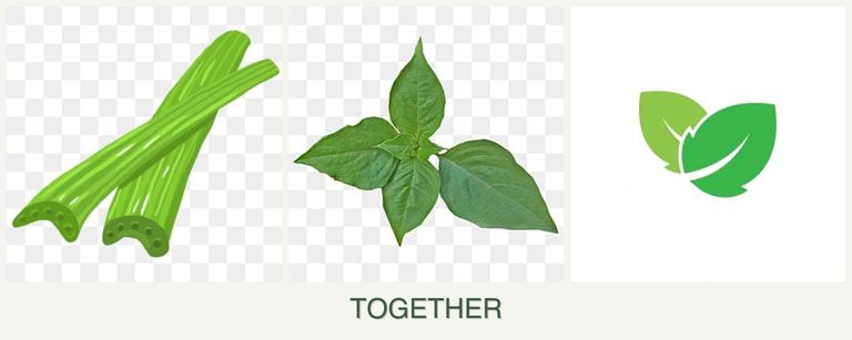 Can you plant celery, basil and mint together?