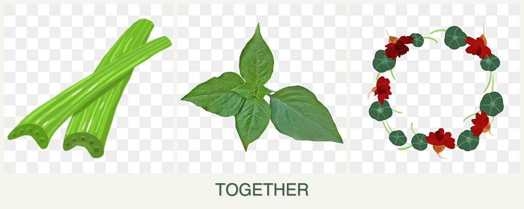 Can you plant celery, basil and nasturtiums together?
