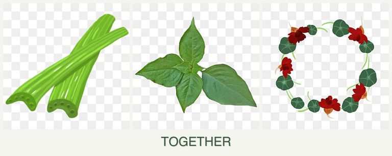 Can you plant celery, basil and nasturtiums together?