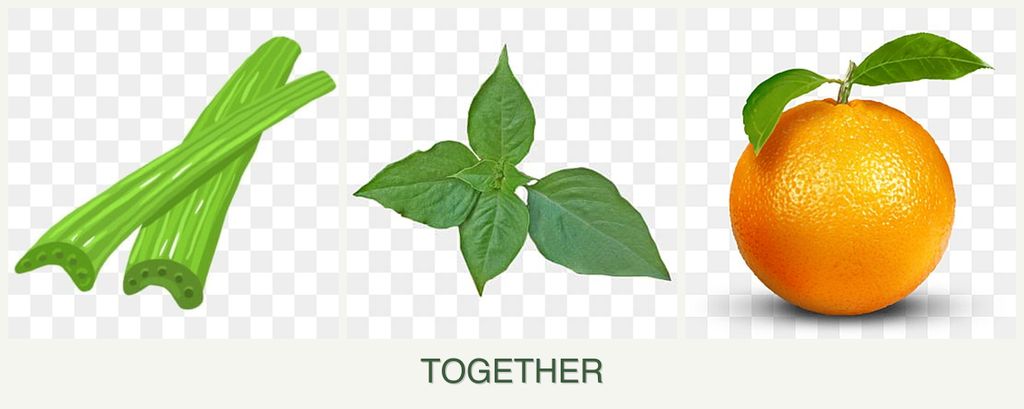 Can you plant celery, basil and oranges together?