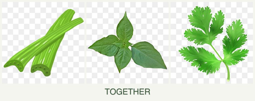 Can you plant celery, basil and parsley together?