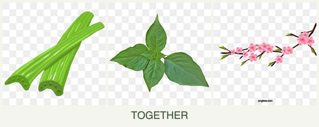 Can you plant celery, basil and peaches together?