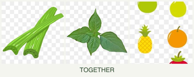 Can you plant celery, basil and pears together?