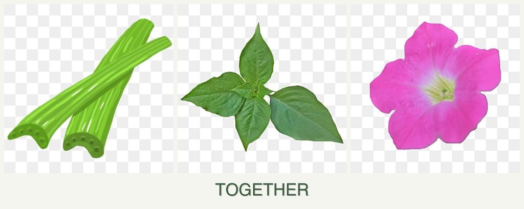 Can you plant celery, basil and petunias together?