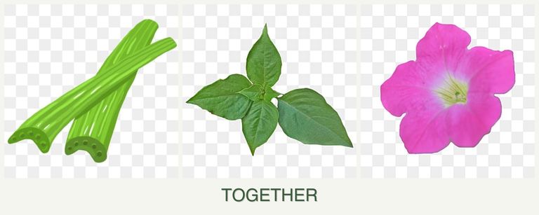 Can you plant celery, basil and petunias together?