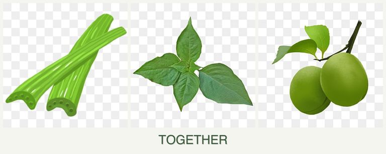 Can you plant celery, basil and plums together?