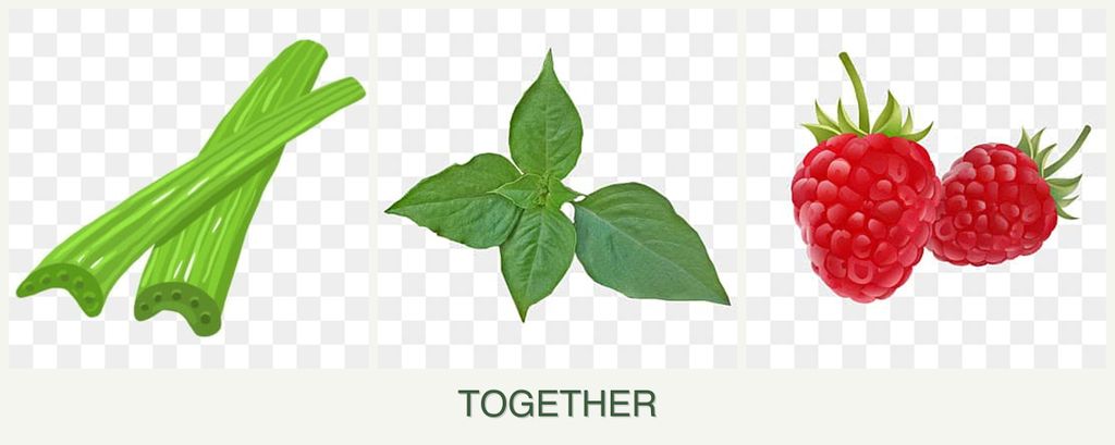 Can you plant celery, basil and raspberries together?