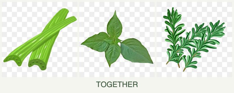 Can you plant celery, basil and rosemary together?