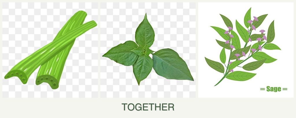 Can you plant celery, basil and sage together?