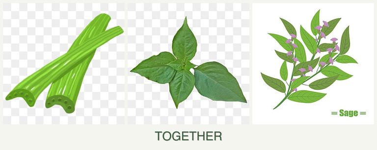 Can you plant celery, basil and sage together?