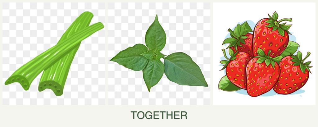 Can you plant celery, basil and strawberries together?