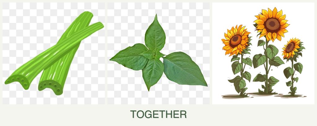 Can you plant celery, basil and sunflowers together?