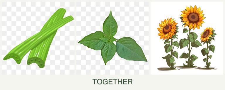 Can you plant celery, basil and sunflowers together?