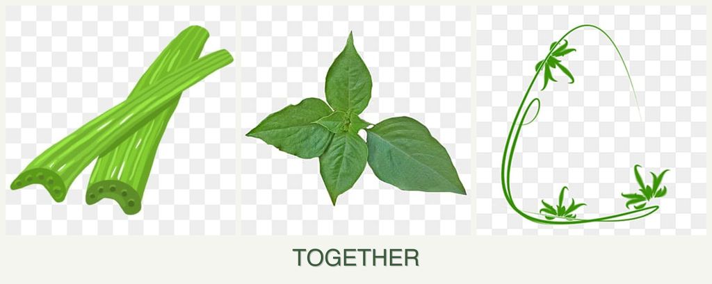 Can you plant celery, basil and tarragon together?