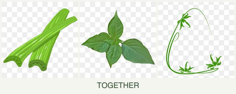 Can you plant celery, basil and tarragon together?