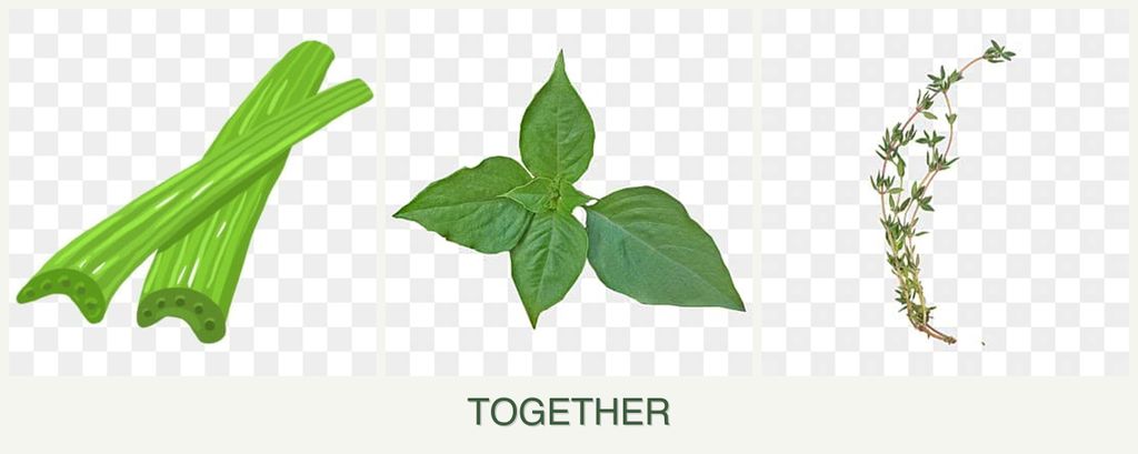 Can you plant celery, basil and thyme together?